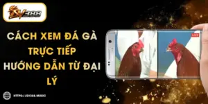 Cách Xem Đá Gà Trực Tiếp – 5 Bước Hướng Dẫn Từ Đại Lý