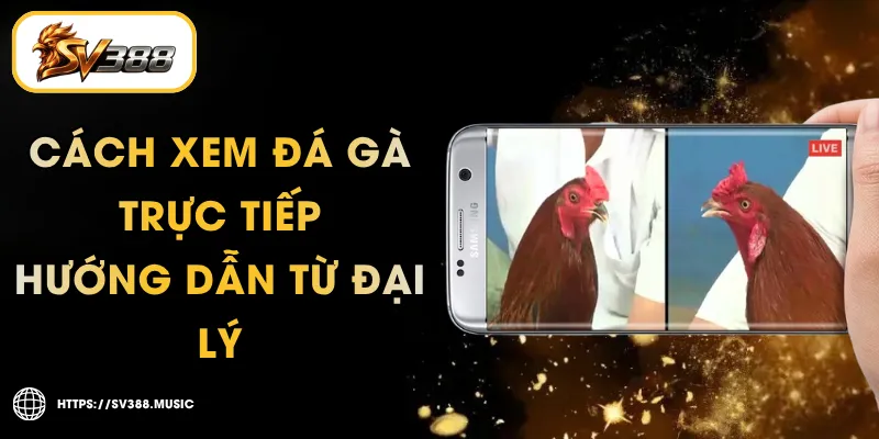 Cách Xem Đá Gà Trực Tiếp – 5 Bước Hướng Dẫn Từ Đại Lý